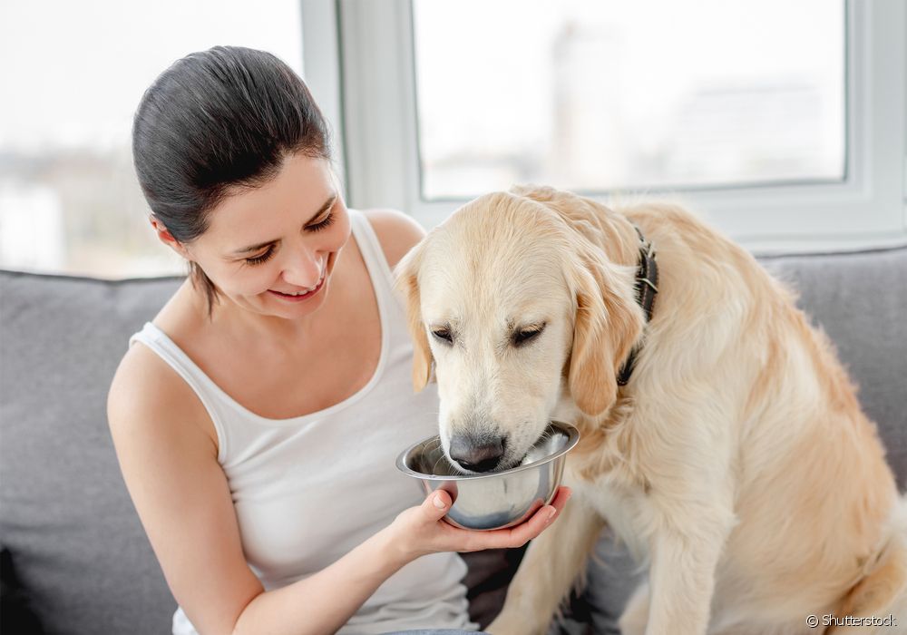  Pet sitter: cando contratar un profesional para coidar do teu can?