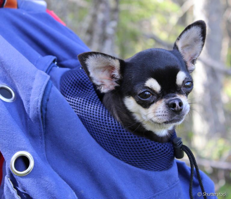  Köpek sırt çantası: Bu aksesuar hangi evcil hayvanlar için uygundur ve nasıl kullanılır?