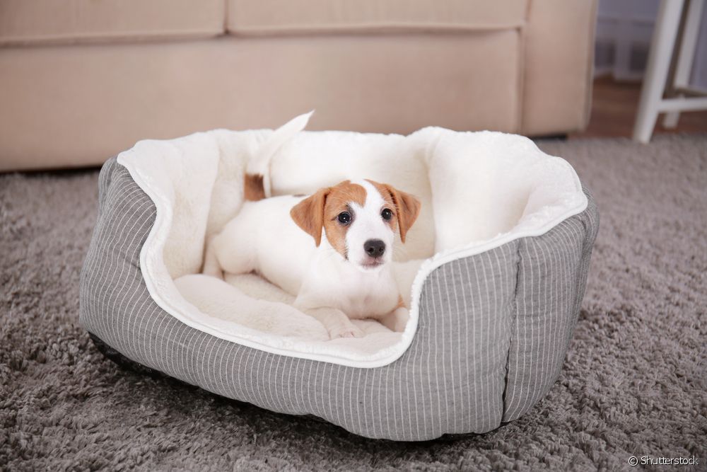  Кревет за кучиња: како да го натерате вашето домашно милениче да спие во неговиот кревет?