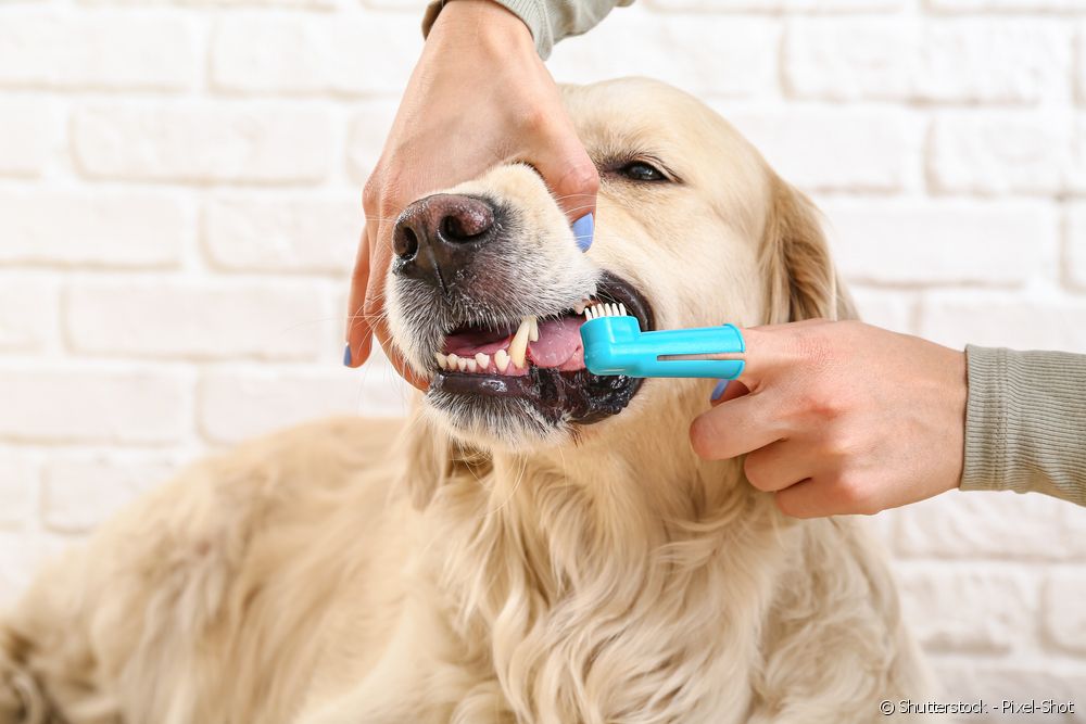  Koer kaotab vanas eas hamba, mida teha?