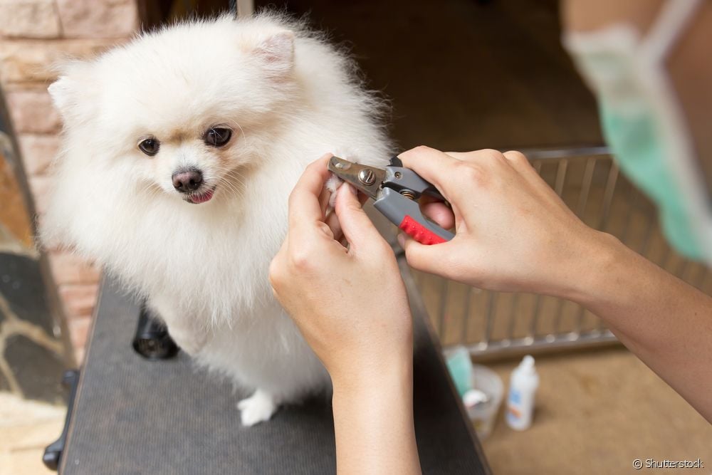  Wie funktioniert der Nagelknipser für Hunde? Ist es gut, einen zu Hause zu haben?