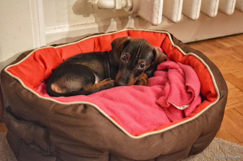  Одеяло для собак: необходимо ли использовать этот аксессуар зимой?