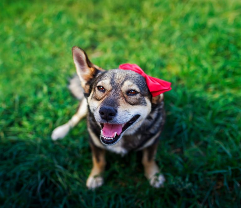  Sløyfe for hunder: hvordan ta det på, hvordan bruke det på korthårede hunder og en trinn-for-trinn guide for å gjøre det hjemme
