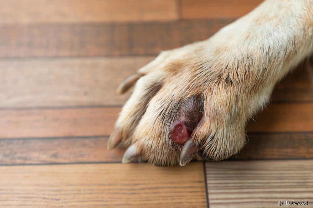  Cum să îngrijiți unghia inflamată a câinelui?