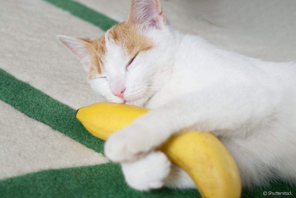  Els gats poden menjar plàtans?