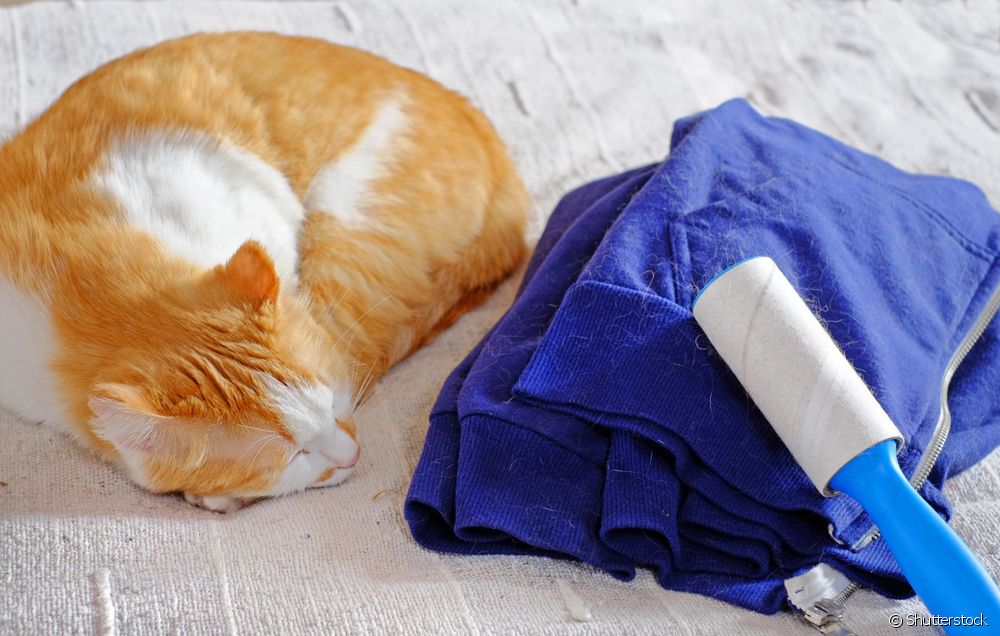  Wie bekommt man Katzenhaare aus der Kleidung? Hier einige Tipps!