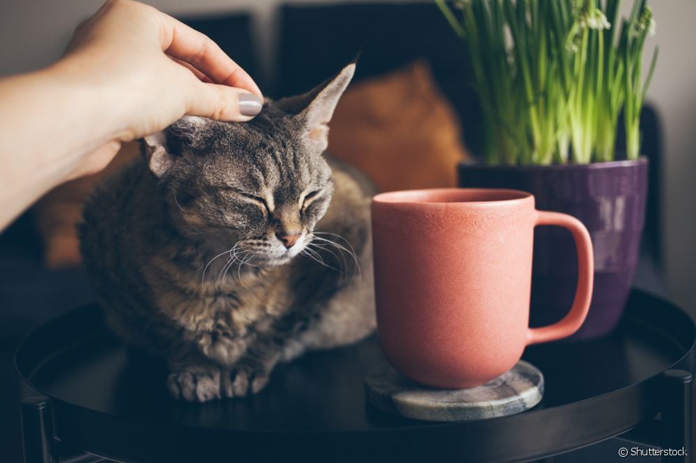  Kattens hørsel, anatomi, omsorg og helse: lær alt om katteører og ører!