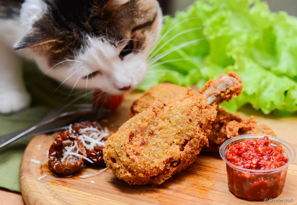  Kan katter spise kylling?