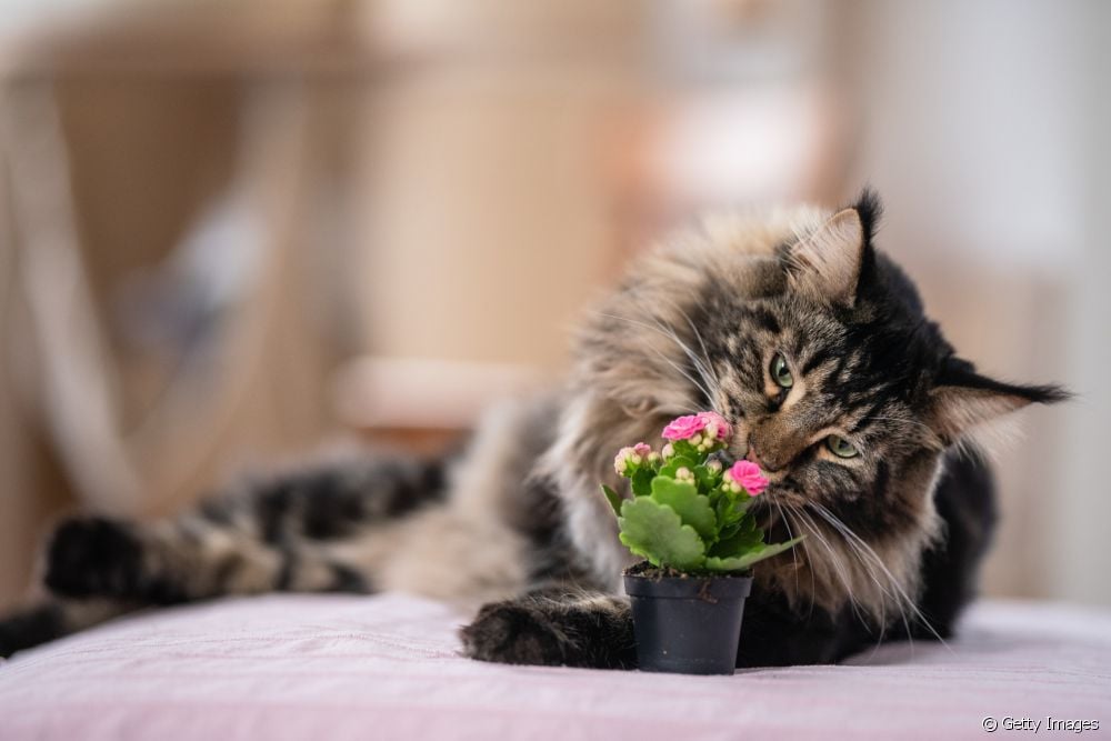  Veilige plante vir katte: watter blomme kan in 'n huis met katte gekweek word?