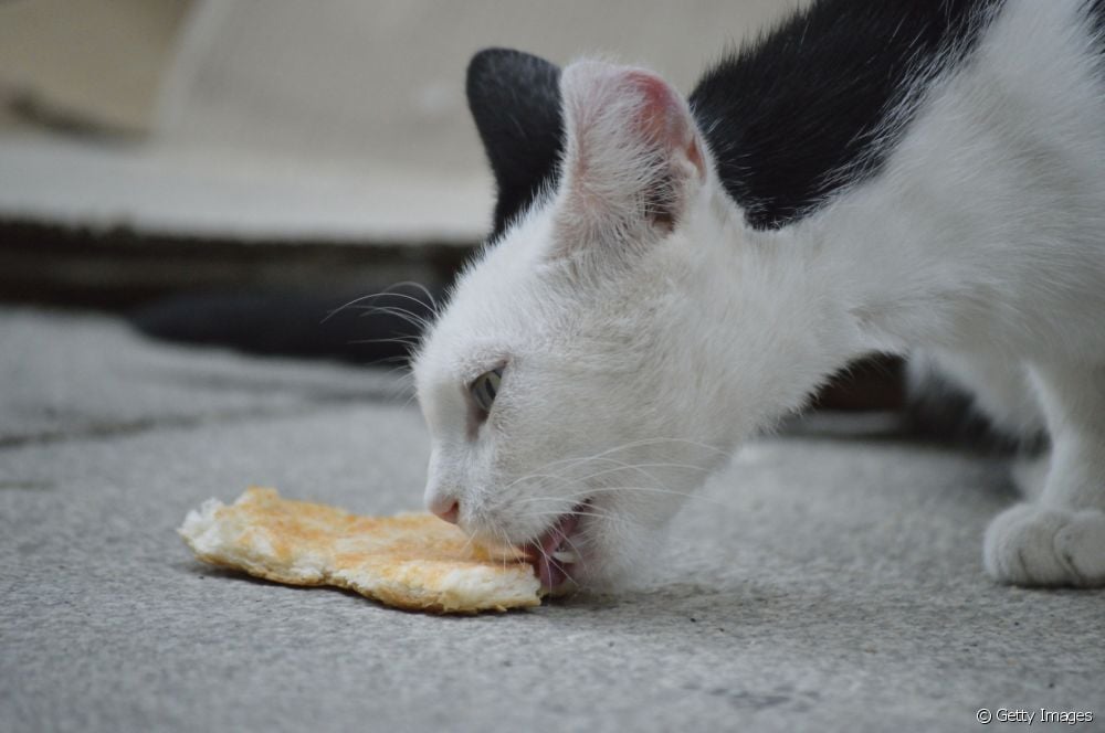  A mund t'u jepni maceve mish të papërpunuar?