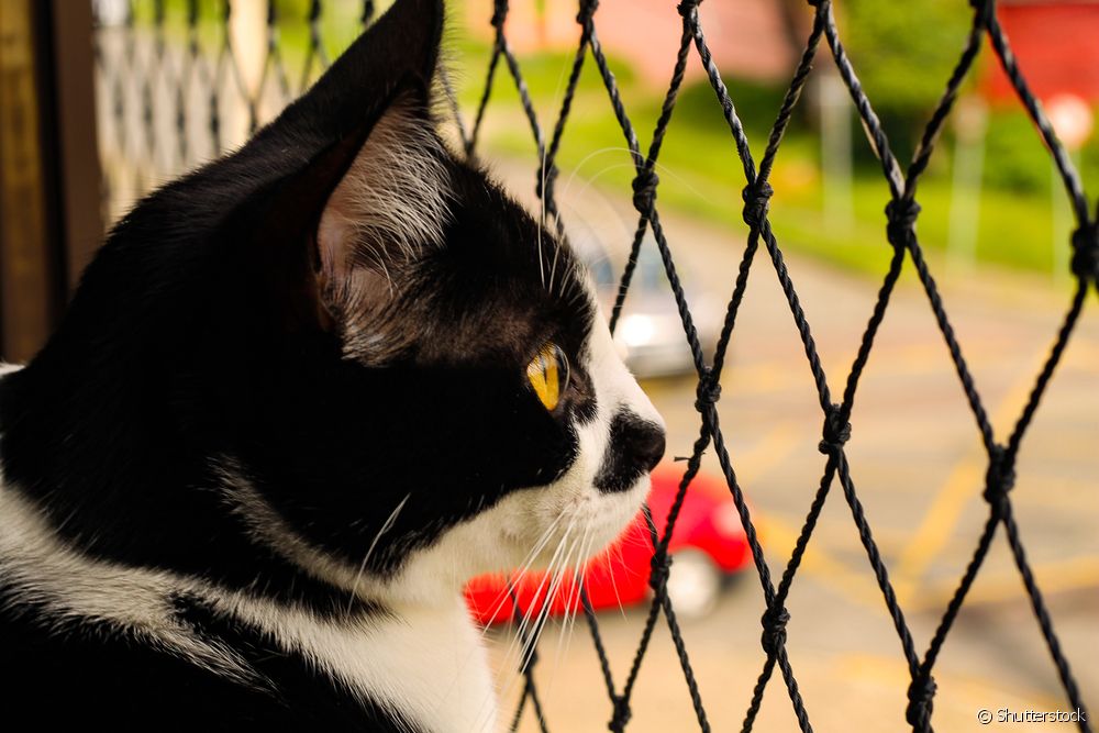  Beskyttende skjerm for katter: 4 tips for å velge den beste for kjæledyrets sikkerhet