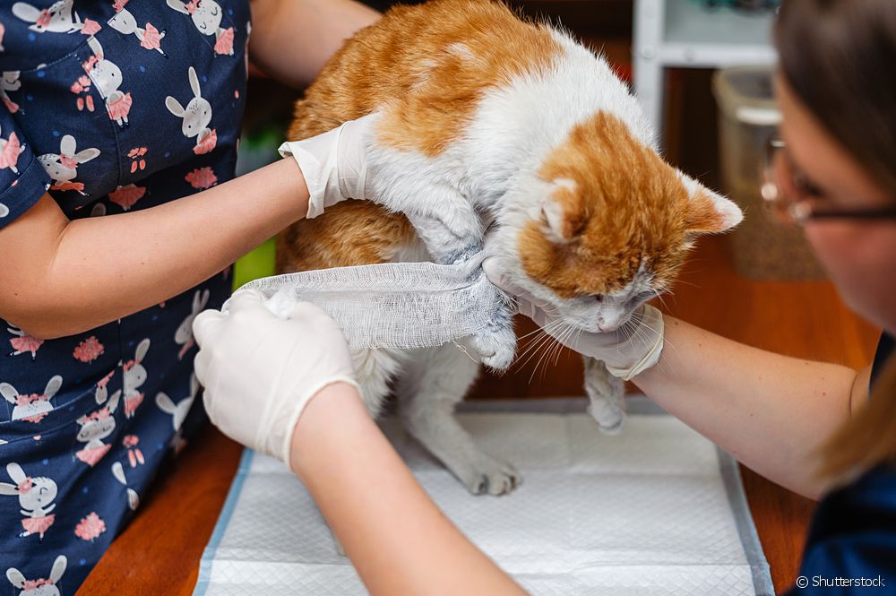  Bagaimana untuk menjaga luka pada kaki kucing?