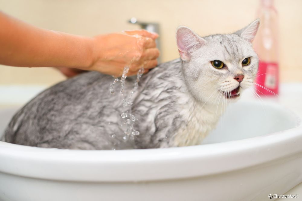  Kačių šampūnas: kaip pasirinkti geriausią katės maudymosi būdą?
