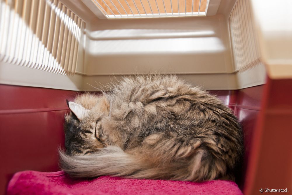  Is a cat carrier that opens from the top better?