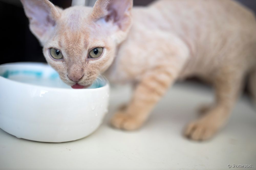  क्या बिल्लियाँ डिब्बाबंद टूना खा सकती हैं?