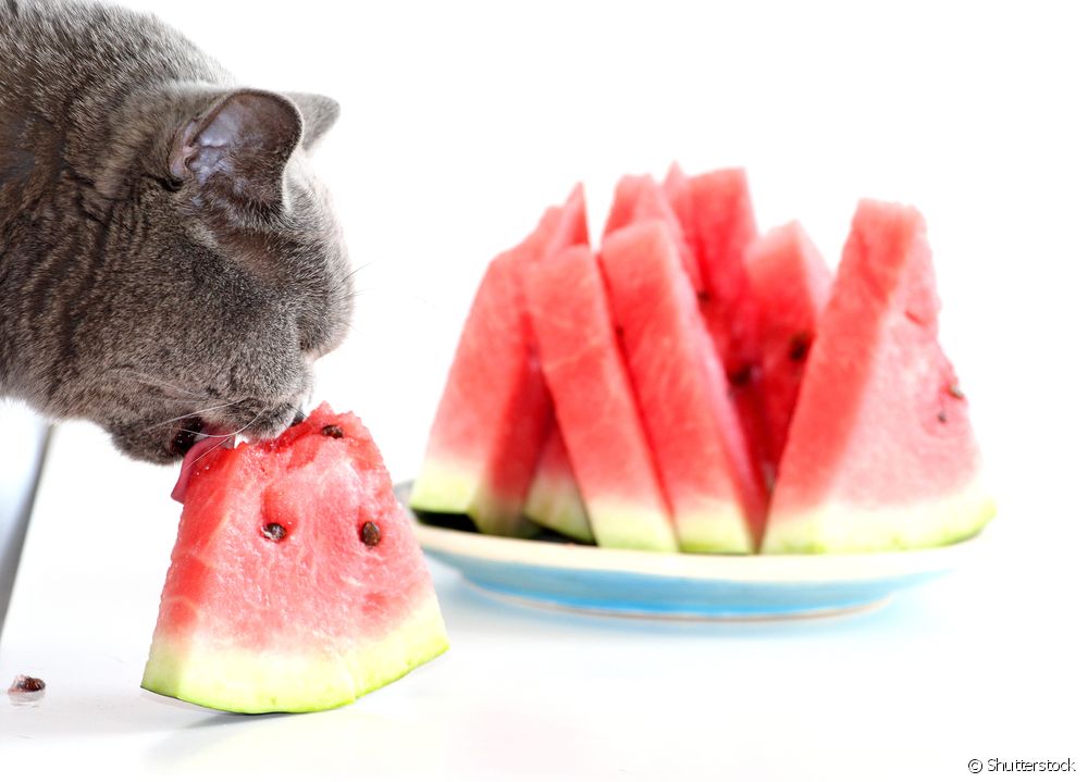  Kan katte spise frugt? Find ud af den rigtige måde at tilføje det til din kats kost på