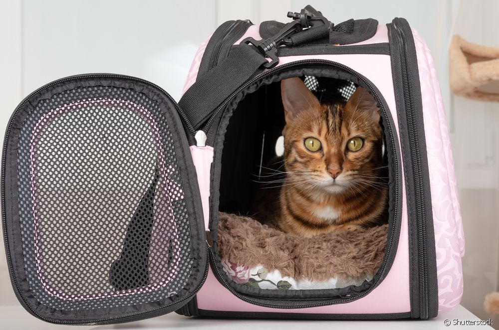  Tas of transportkiste foar katten: wat is de bêste opsje om jo húsdier te dragen?
