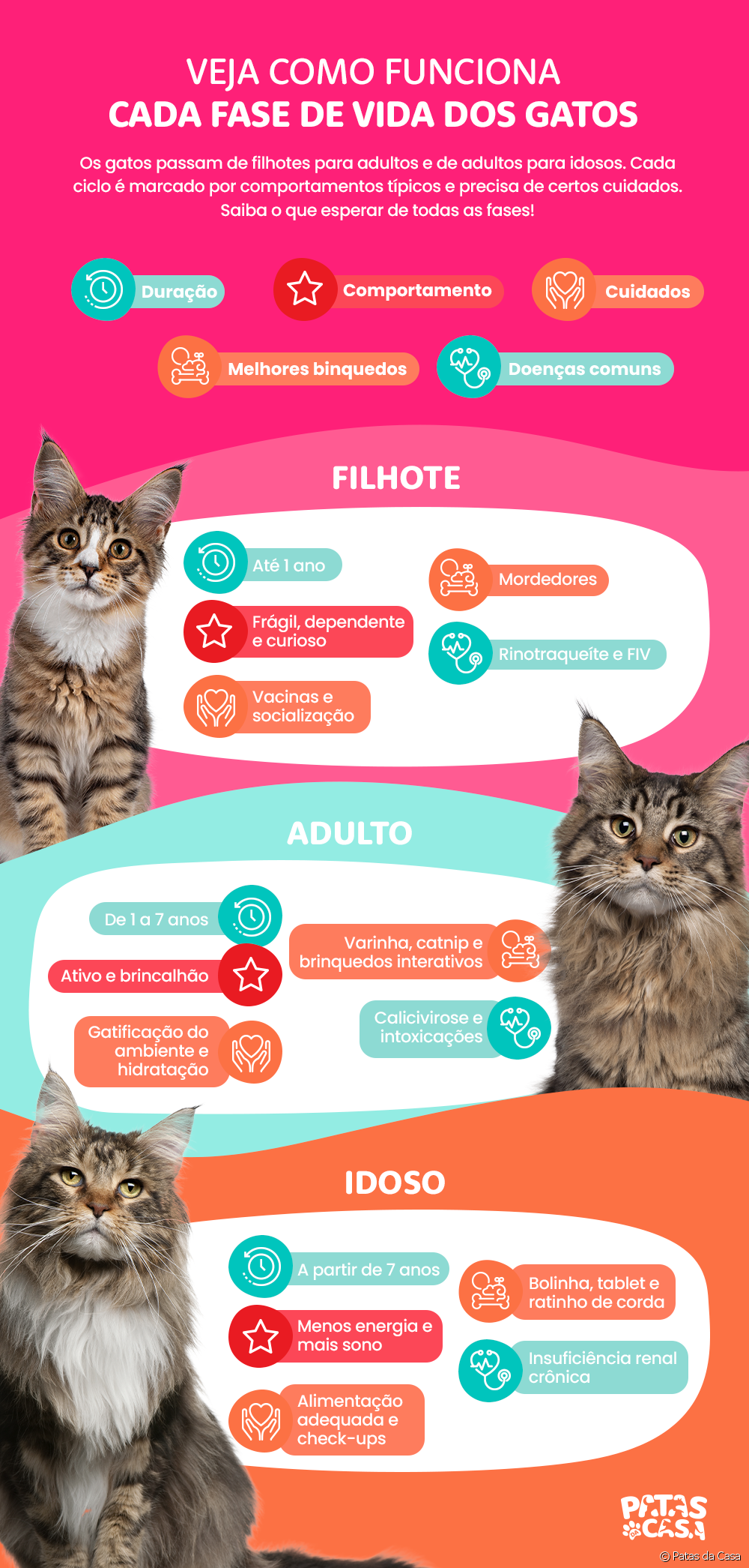  मांजरींचे संपूर्ण जीवनचक्र समजून घ्या (इन्फोग्राफिकसह)