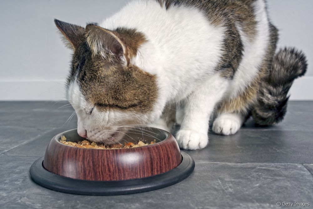  बिल्ली से एलर्जी: बिल्लियों के साथ स्वस्थ रहने के लिए 5 अचूक युक्तियाँ