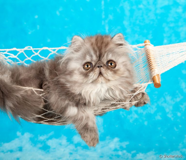  Võng cho mèo: cách sử dụng, mẫu nào và cách làm võng ở nhà