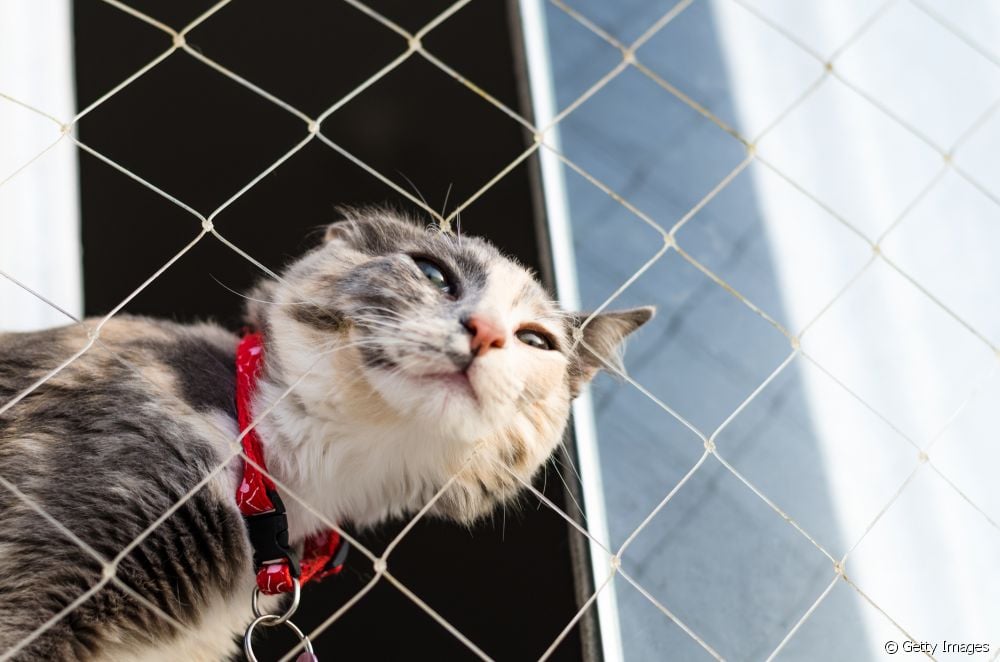  Plase de protecție pentru pisici: cât costă, se pot instala singuri, este în regulă să lași o fereastră fără plasă?