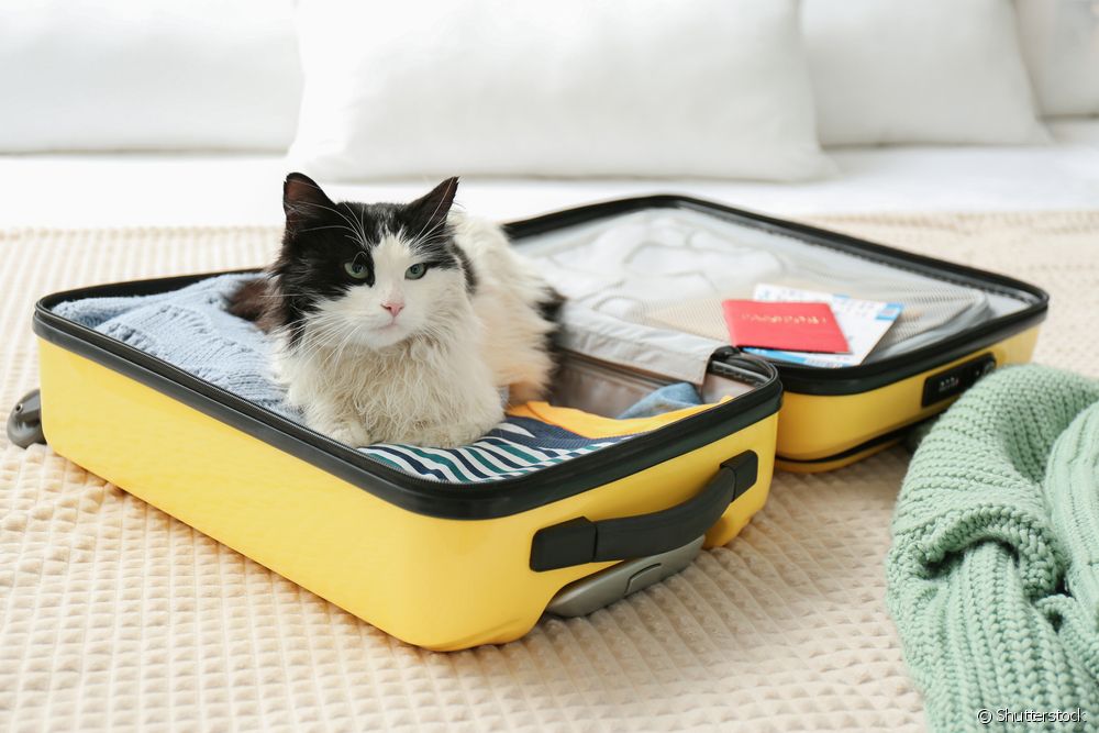  Hvordan få en katt til å sove på turer og veterinæravtaler? Er det anbefalt å bruke noen medisin?