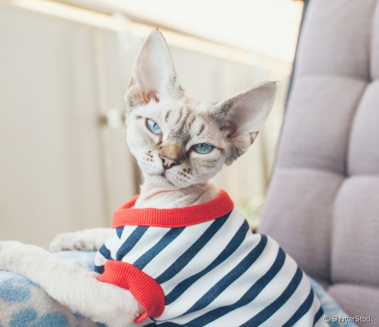  Abbigliamento per gatti: sapere quando e come indossare l'accessorio