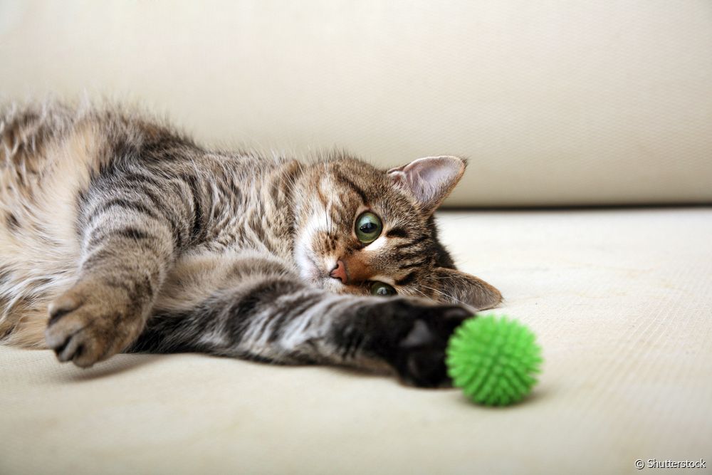  "My cat died. Now what?" Here are tips on how to ease the pain of losing a pet