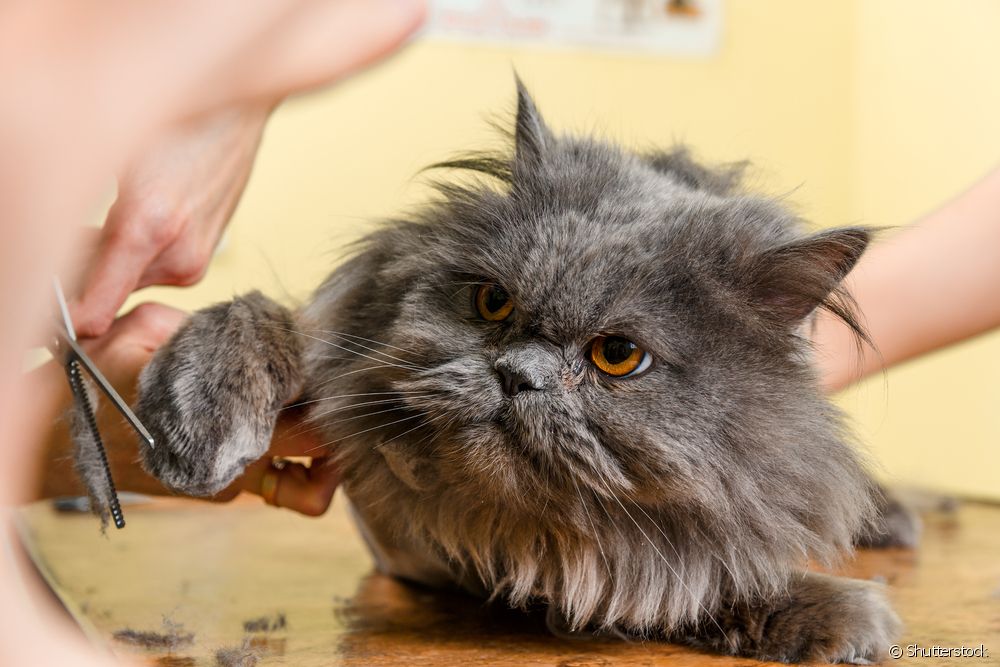  Kan du barbere en katt? Finn ut om det er hensiktsmessig å trimme pelsen til katter eller ikke