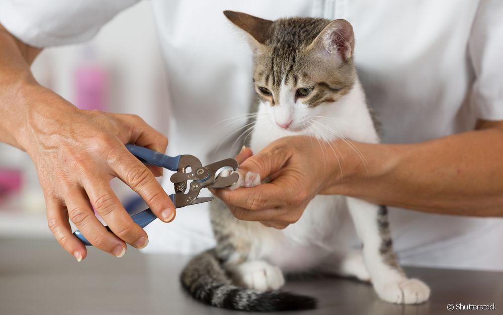  ¿Cómo cortarle las uñas a tu gato sin hacerte daño ni estresarle?