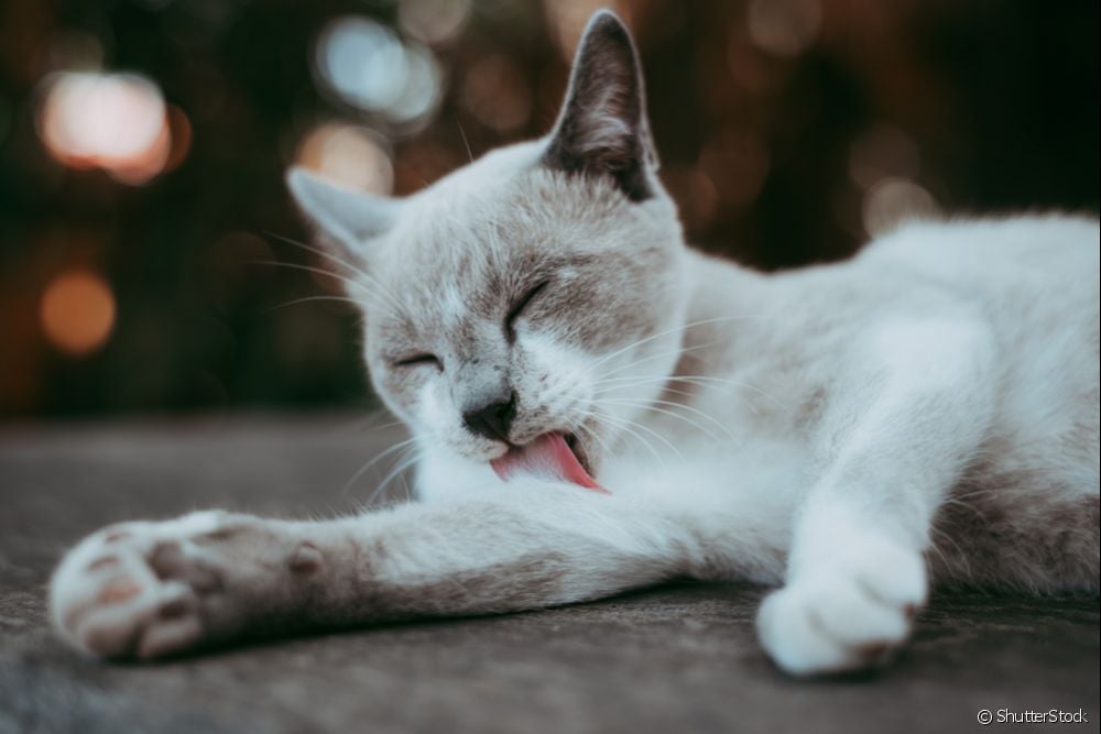  Mësova se kam një alergji ndaj maces, çfarë duhet të bëj? Shihni 6 këshilla për të zbutur efektet!