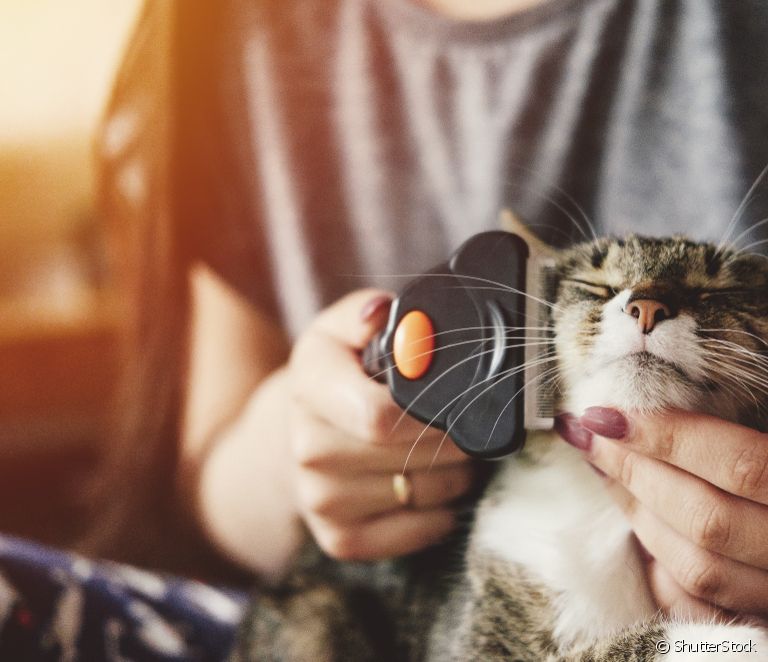  Щетка для кошек: узнайте о наиболее распространенных моделях и о том, как их выбрать!