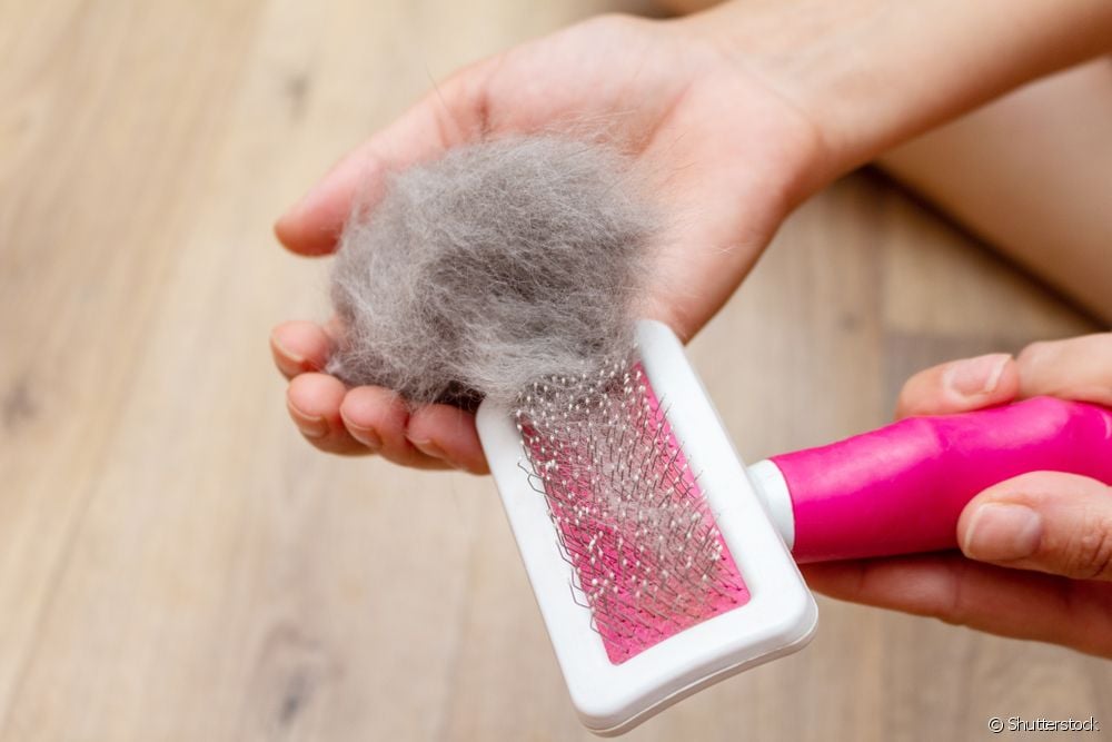  बिल्ली के बाल: घर और कपड़ों के आसपास बिखरे हुए बालों को कम करने के लिए आपको जो कुछ भी करने की ज़रूरत है उसके बारे में एक मार्गदर्शिका
