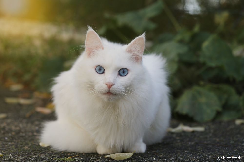  Valkoiset kissat: ne vaativat erityishoitoa, selvitä, mitkä niistä!