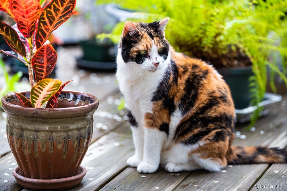  چگونه با خیال راحت گربه ها را در خانه هایی با حیاط خلوت بزرگ کنیم؟