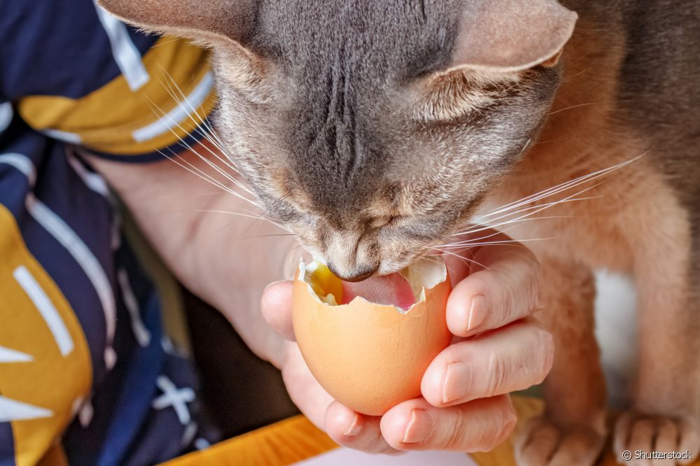  Vai kaķi drīkst ēst olas? Uzziniet, vai barība ir atļauta vai nē!