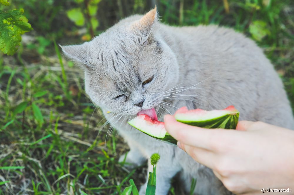  Ar galite kasdien duoti katėms skanėstų?