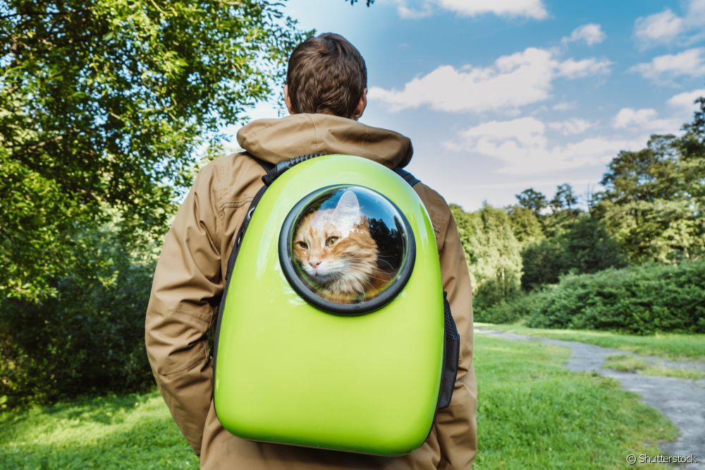 هل حقيبة الظهر لحمل قطة خيار جيد؟ كيف يتم استخدام القطط في الإكسسوار؟