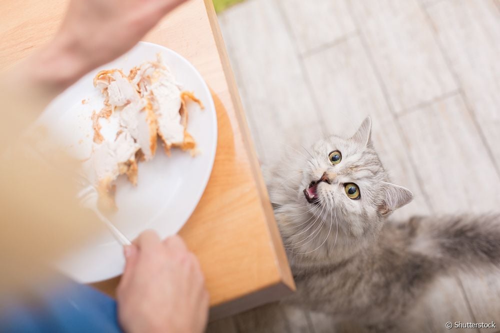  10 daug baltymų turinčių maisto produktų, kuriuos gali valgyti katės, ir kaip juos pasiūlyti