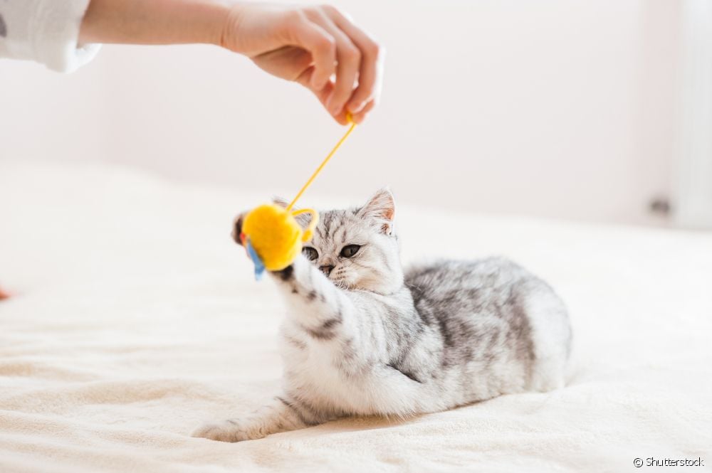  Μάθετε πώς να δίνετε χάπια στη γάτα σε ένα σούπερ χρήσιμο βήμα προς βήμα!
