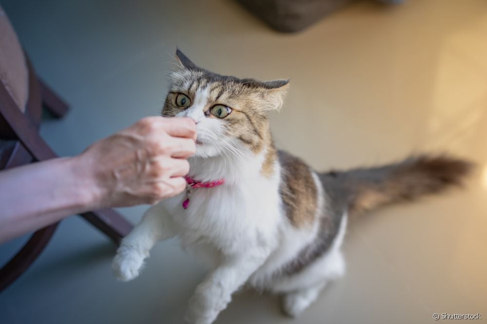  Bunătăți pentru pisici: 3 rețete pe care să le faci acasă și să îți faci pisica fericită