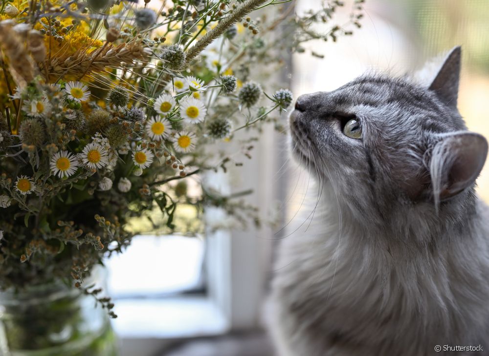  Spoznajte 8 rastlin, ki jih lahko jedo mačke!