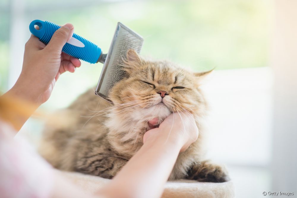  मांजरीचे दाढी करणे: आपल्या मांजरीचे केस कापण्याची परवानगी आहे का?