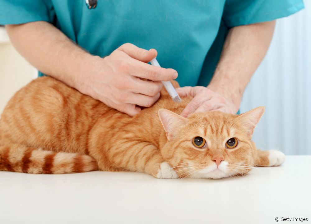  Kako pravilno držati mačko: Tukaj je nekaj nasvetov, kako preprečiti, da bi bila vaša mačka pod stresom.