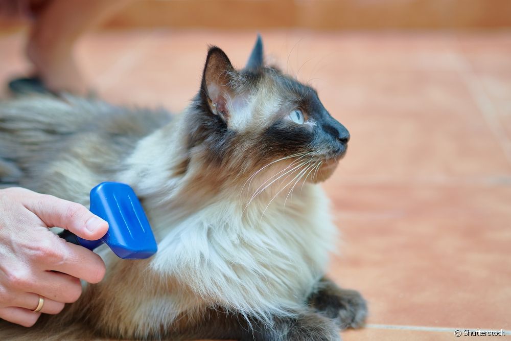  كيف تختار الفرشاة الأفضل لإزالة شعر القطط حسب نوع معطف الحيوان؟