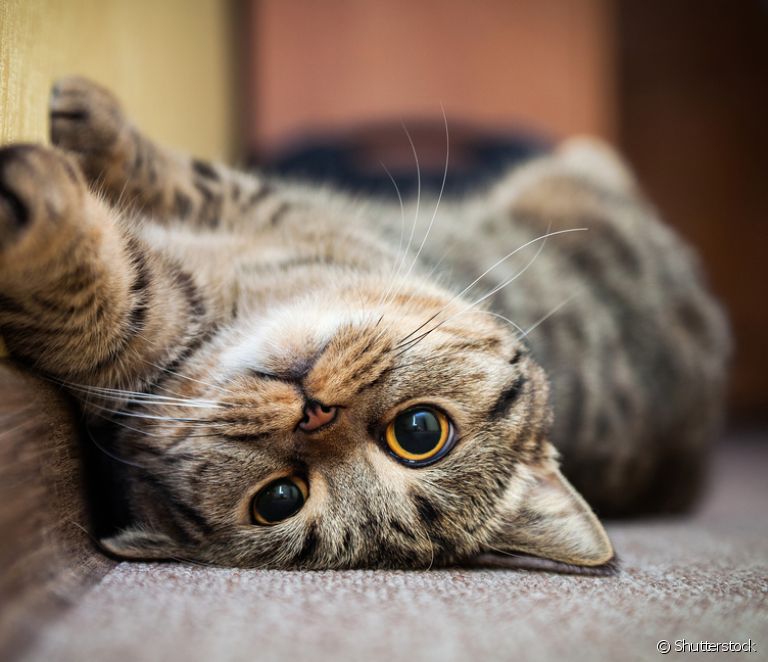  Кошачий глаз: как видят кошки, распространенные заболевания глаз, уход и многое другое