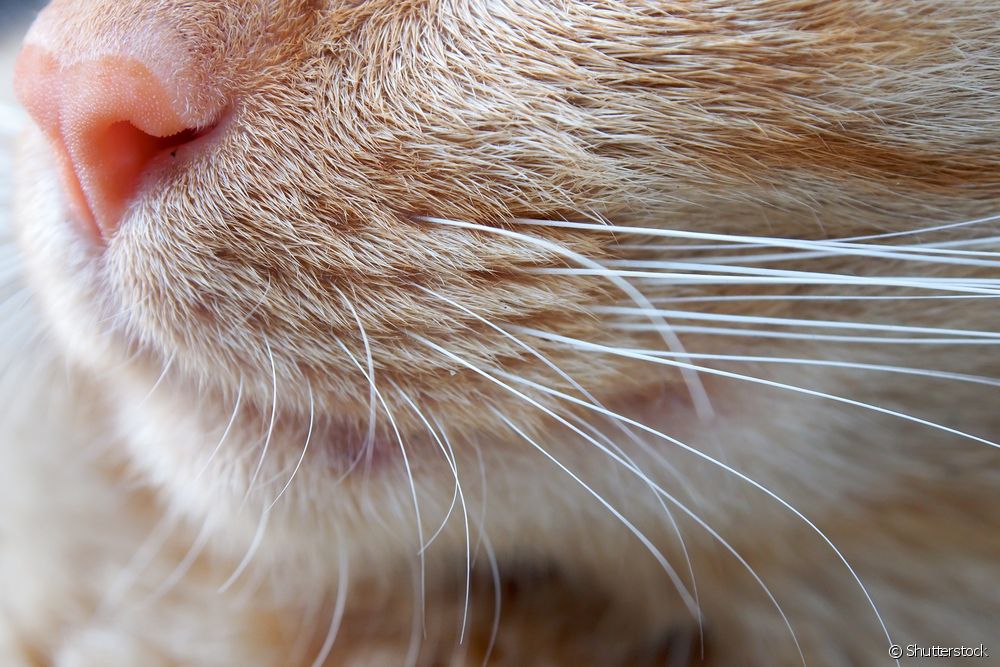 猫の口ひげ：口ひげが健康かどうか、どうやって見分ける？