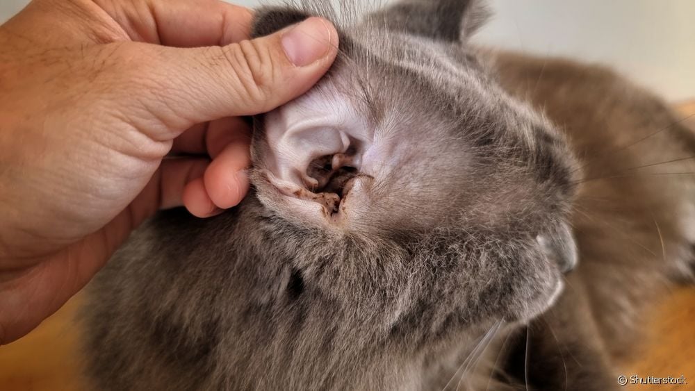  Como limpar as orellas do gato? Vexa como funciona o removedor de cera para mascotas