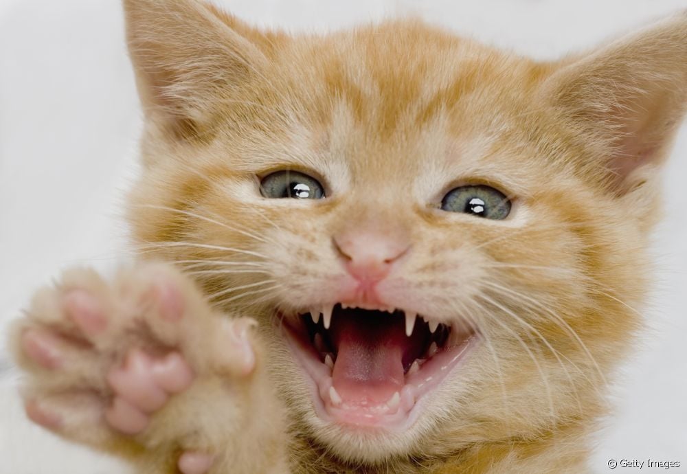  Gigi kucing: semua yang perlu Anda ketahui tentang kesehatan mulut kucing