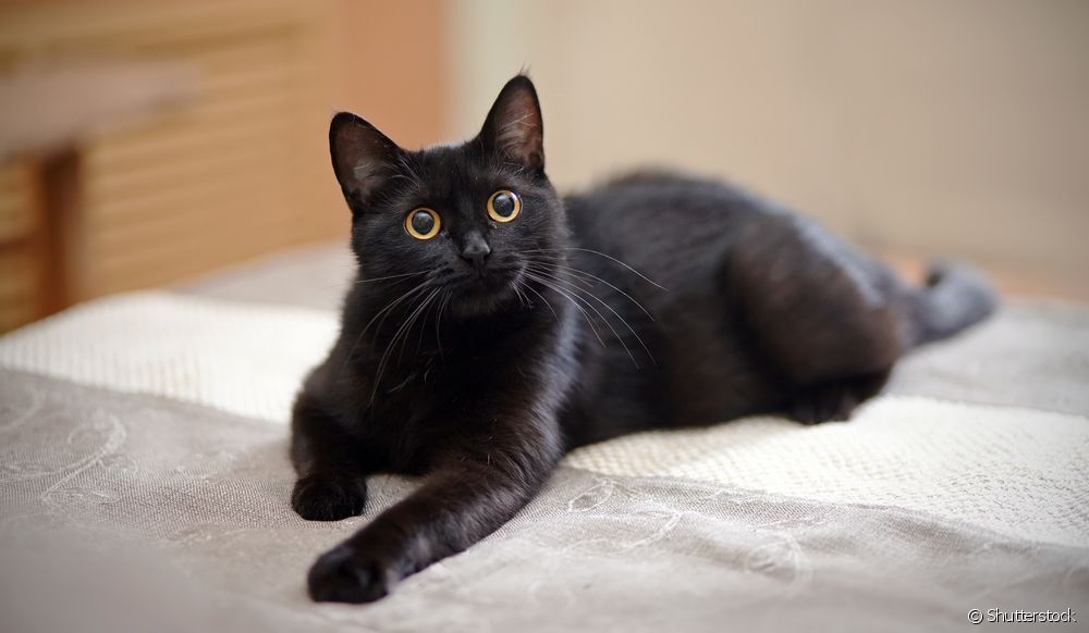  Venres 13: Os gatos negros deben estar protexidos neste día